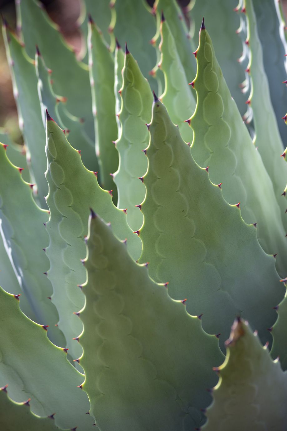 aloe-vera-als-ingredient-in-jouw-zomerse-verzorgingsroutine-dit-zijn-alle-schoonheidsvoordelen-van-de-plant-en-dat-zijn-er-een-hoop-310352